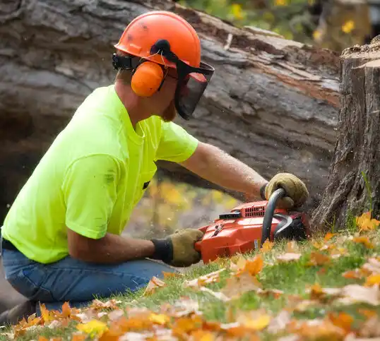 tree services Elk Park